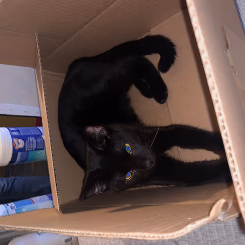 kitties in paradise