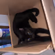 kitties in paradise
