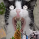 Kitty Curious