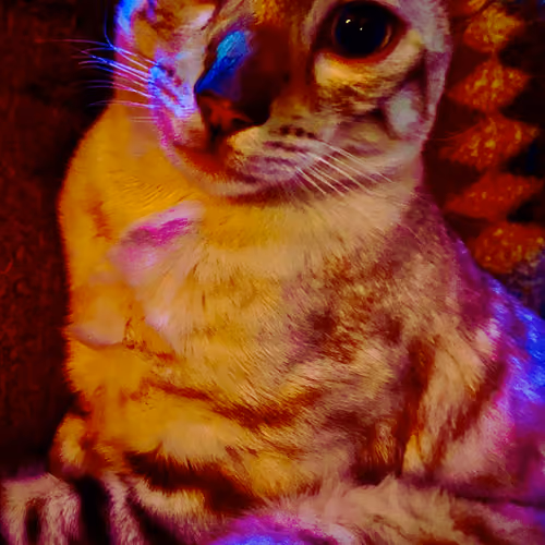 Kitty Trippy