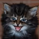Kittyworks Cats | Founders Series