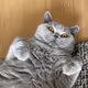 KIWI THE BRITISH SHORTHAIR - old