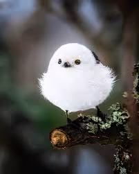 KKKO