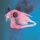 bloodskull