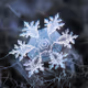 Real snowflakes