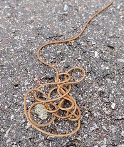 Know Knots