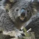 KOALA - CCv5dOB2KA