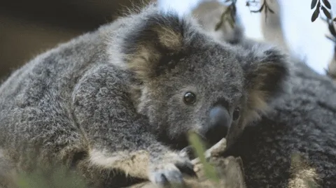 KOALA - CCv5dOB2KA