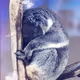 Koala Mode