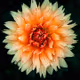 Koenigsberg Botanic