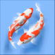 koi fish 1