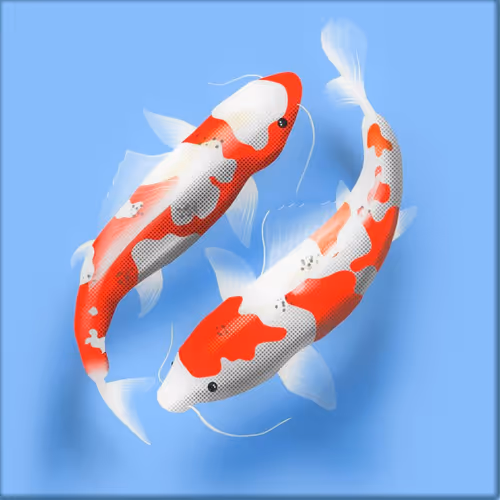 koi fish 1