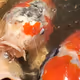 Koi  That  Remind