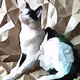 [Pet Series 4] Koke - AI Art
