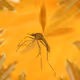 Mosquitos Collection