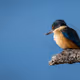 Kotare | Sacred Kingfisher - old