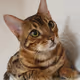 Koto The Bengal Cat - Opening Collection - old