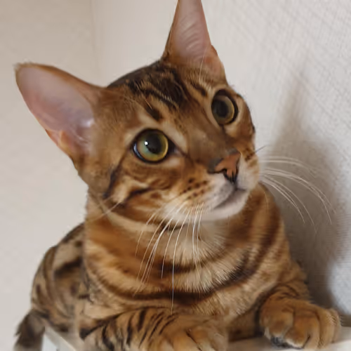 Koto The Bengal Cat - Opening Collection - old