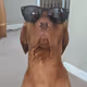 Krypto Dog
