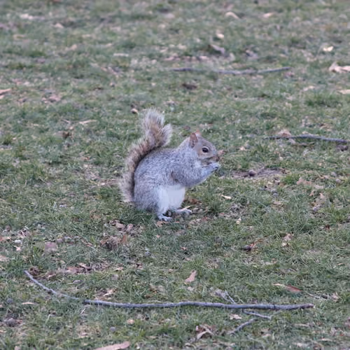 NYC Squirrel