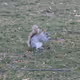 NYC Squirrel