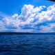 Kuraupuuna