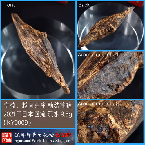 Kynam Vietnam Nha Trang Crystallized Burl Collected in 2021 Japan Return Sink 9.5g (KY9009)