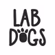 LAB DOGS