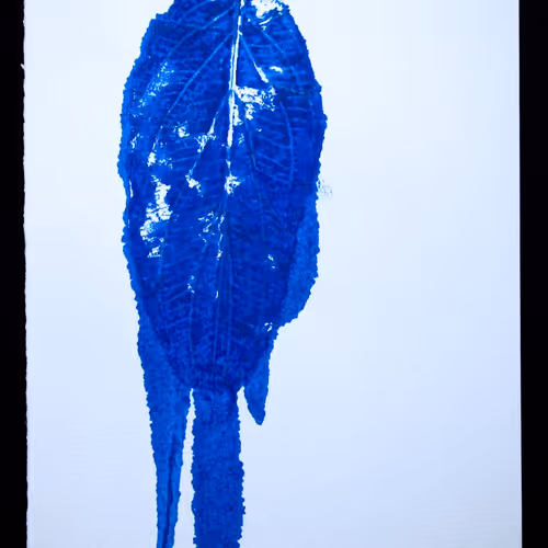 Matinee | Laboratorio de Plantas amigxs