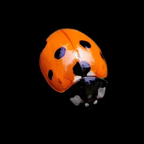 LadyBug in Color