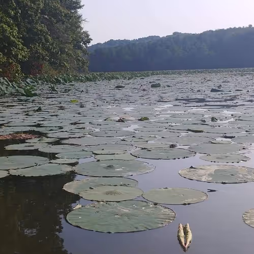 Lake lily