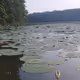 Lake lily