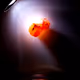 Lake Superior Agates - Glowing Agates