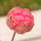 HillaBerries