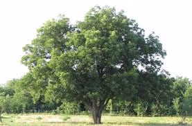 Landscapesinillinois - old