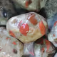 PUDDING STONE PUDDINGSTONE GOWGANDA TILLITE AGATE AND OTHER FANCY ROCKS LAPIDARY