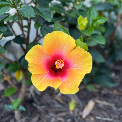 Laser Eyes Photography