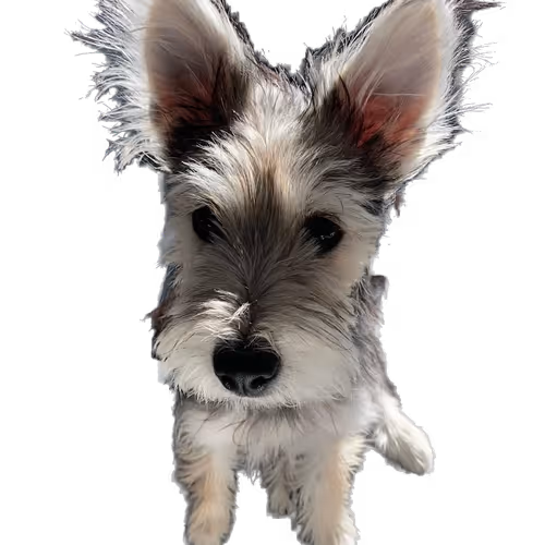 [Pet Series 1] Mixed dog - Laurent Jeong