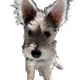 [Pet Series 1] Mixed dog - Laurent Jeong