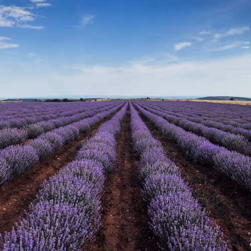 Lavender Plants - Vessel Essential Oils