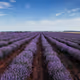 Lavender Plants - Vessel Essential Oils