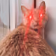 lazer beanz