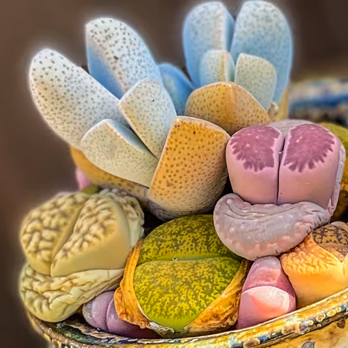 Lazy Lithops
