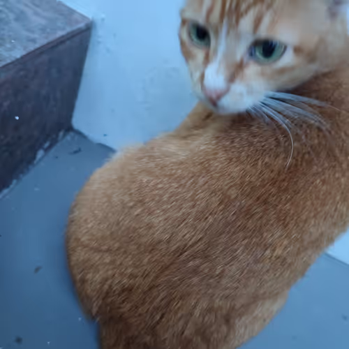 Lazy cat model