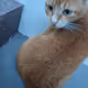 Lazy cat model