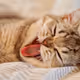LazyLios