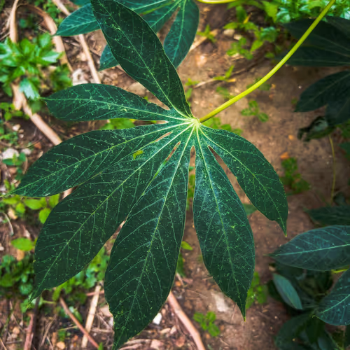 Leaf me - old