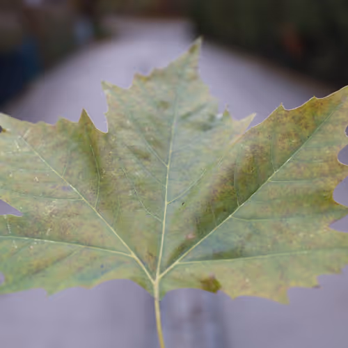Leaf Power > Flower Power