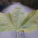 Leaf Power > Flower Power