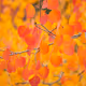 Leaves of Change - old